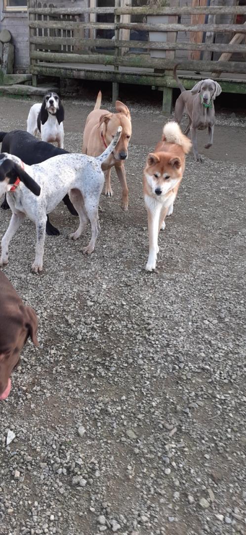 Pension Canine sans box - Finistère - Locronan — photo