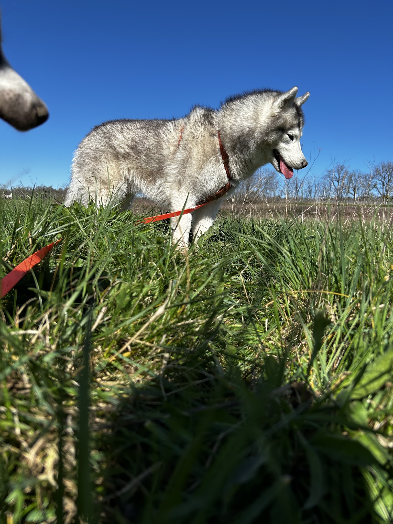 La Fée des Animaux — photo