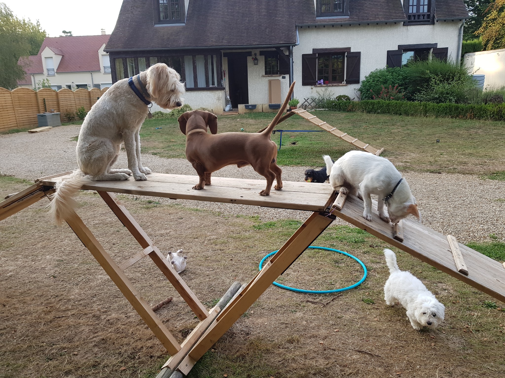 Keep Cool Dog ! — photo