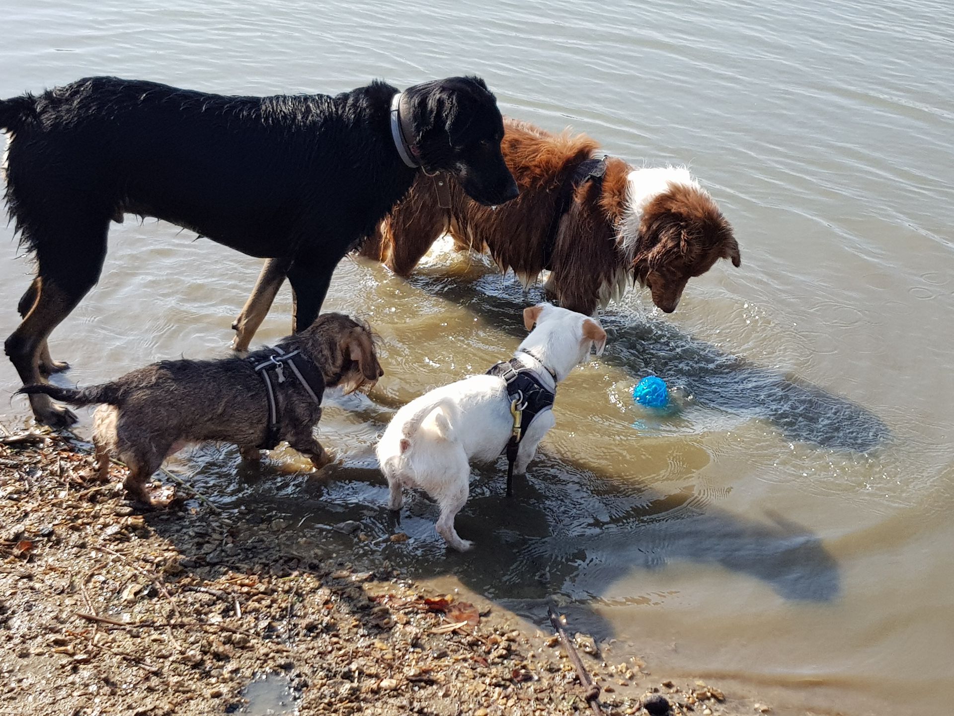 Keep Cool Dog ! — photo