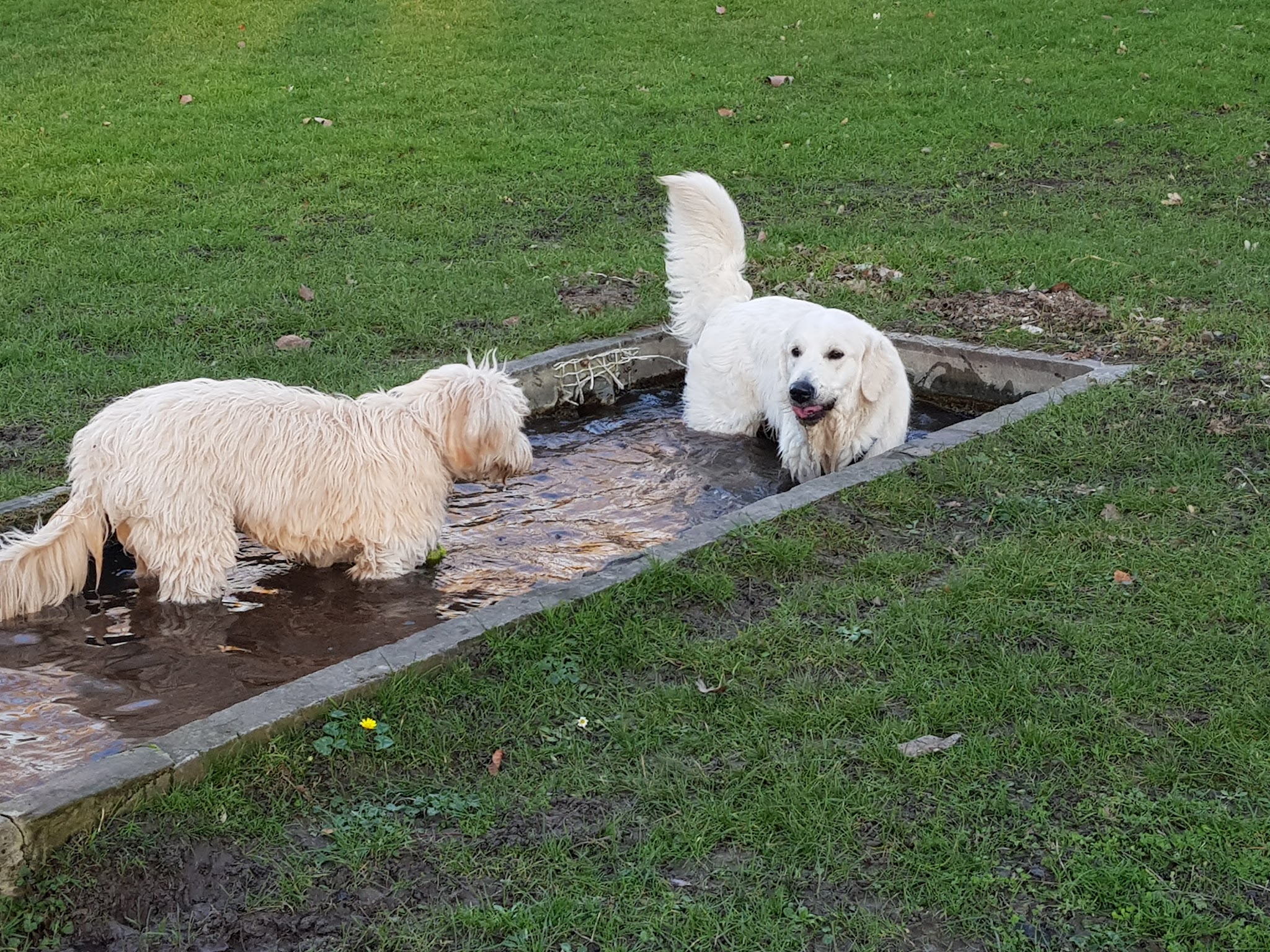 Keep Cool Dog ! — photo
