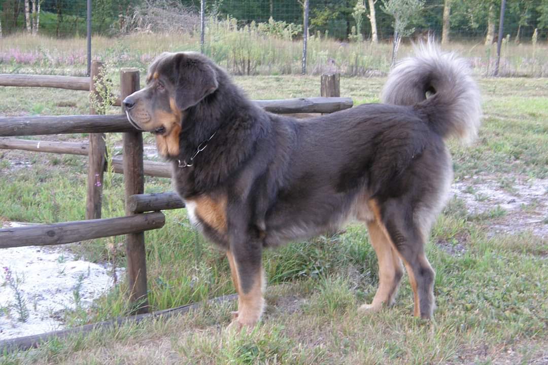 ANIMAL PASSION 33 - PENSION CANINE LANDIRAS - MAGASIN ALIMENTATION POUR ANIMAUX — photo