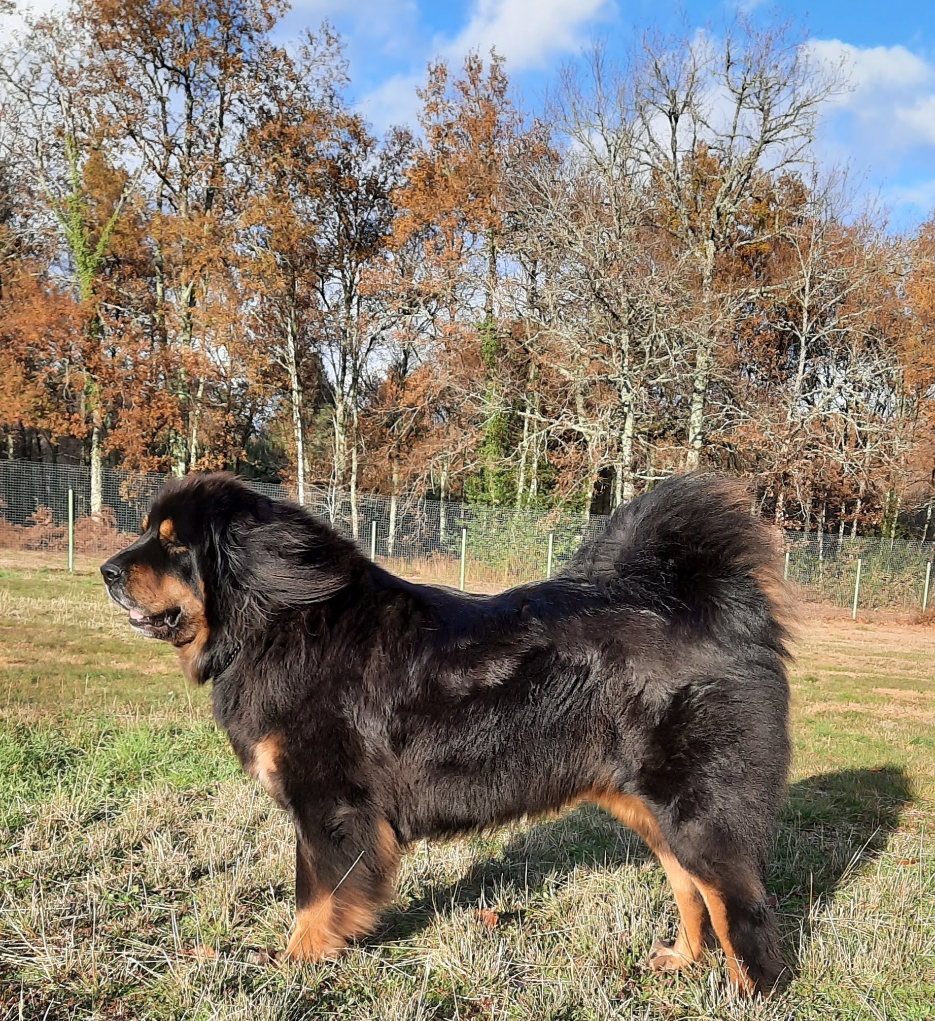 ANIMAL PASSION 33 - PENSION CANINE LANDIRAS - MAGASIN ALIMENTATION POUR ANIMAUX — photo