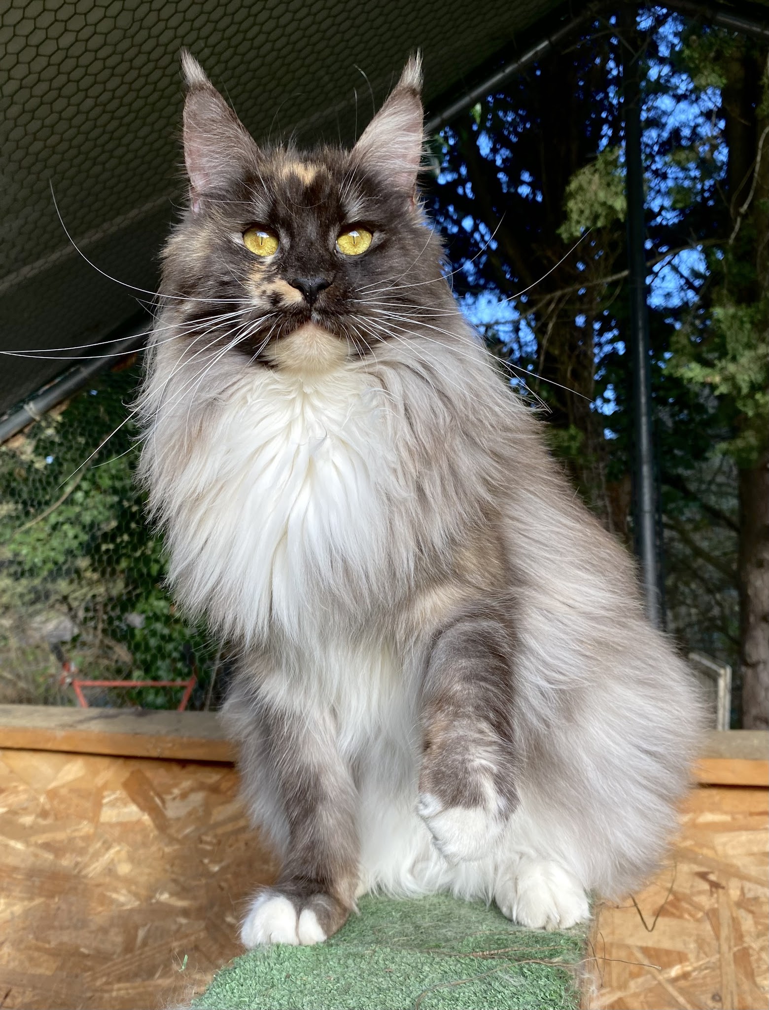 Elevage et Pension Des Crocs d'India - Maine Coon et Bouledogue français exotique - Pension canine