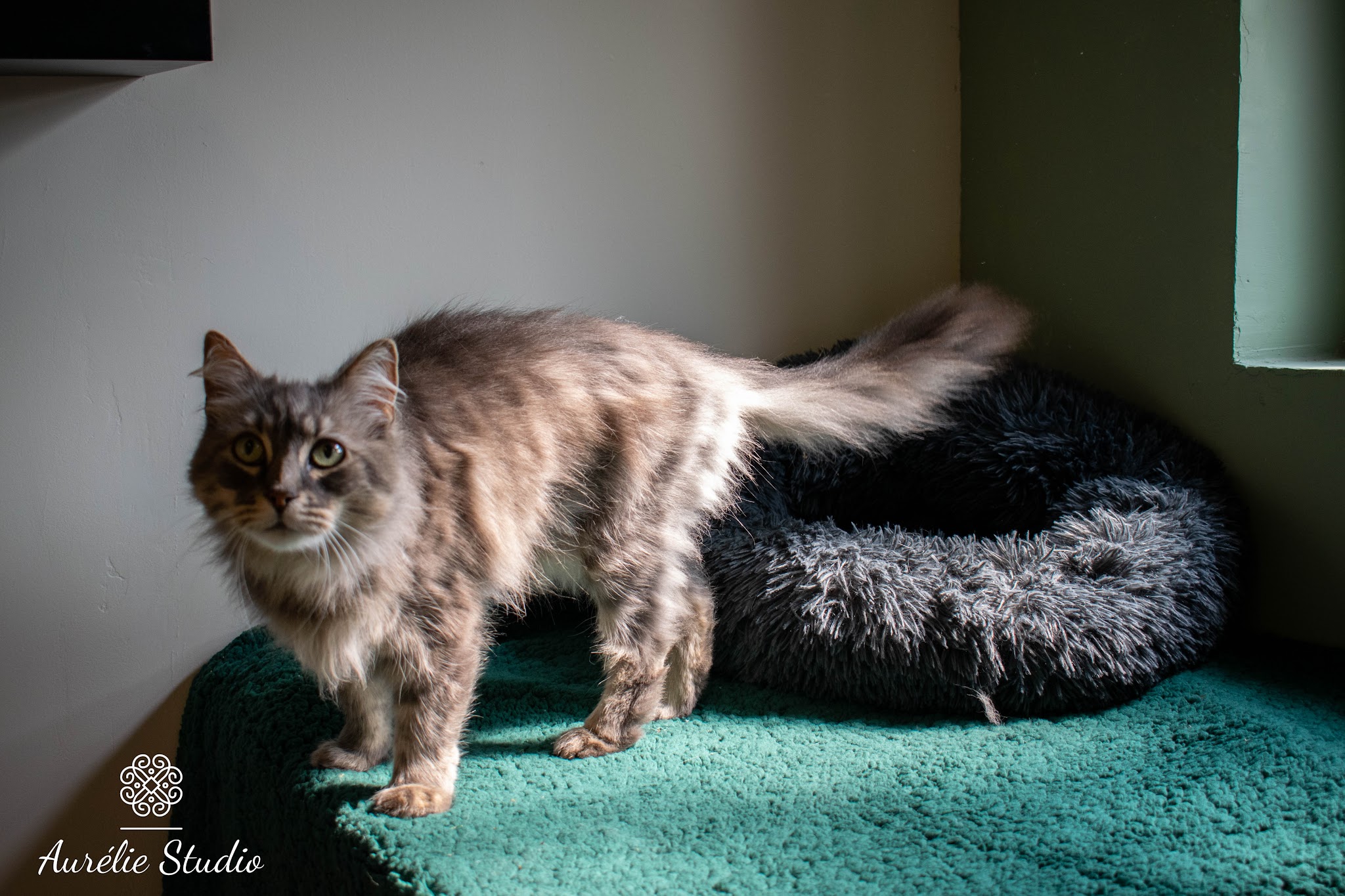 Les Mille et une Patounes (Hécate et Cerbère) — photo