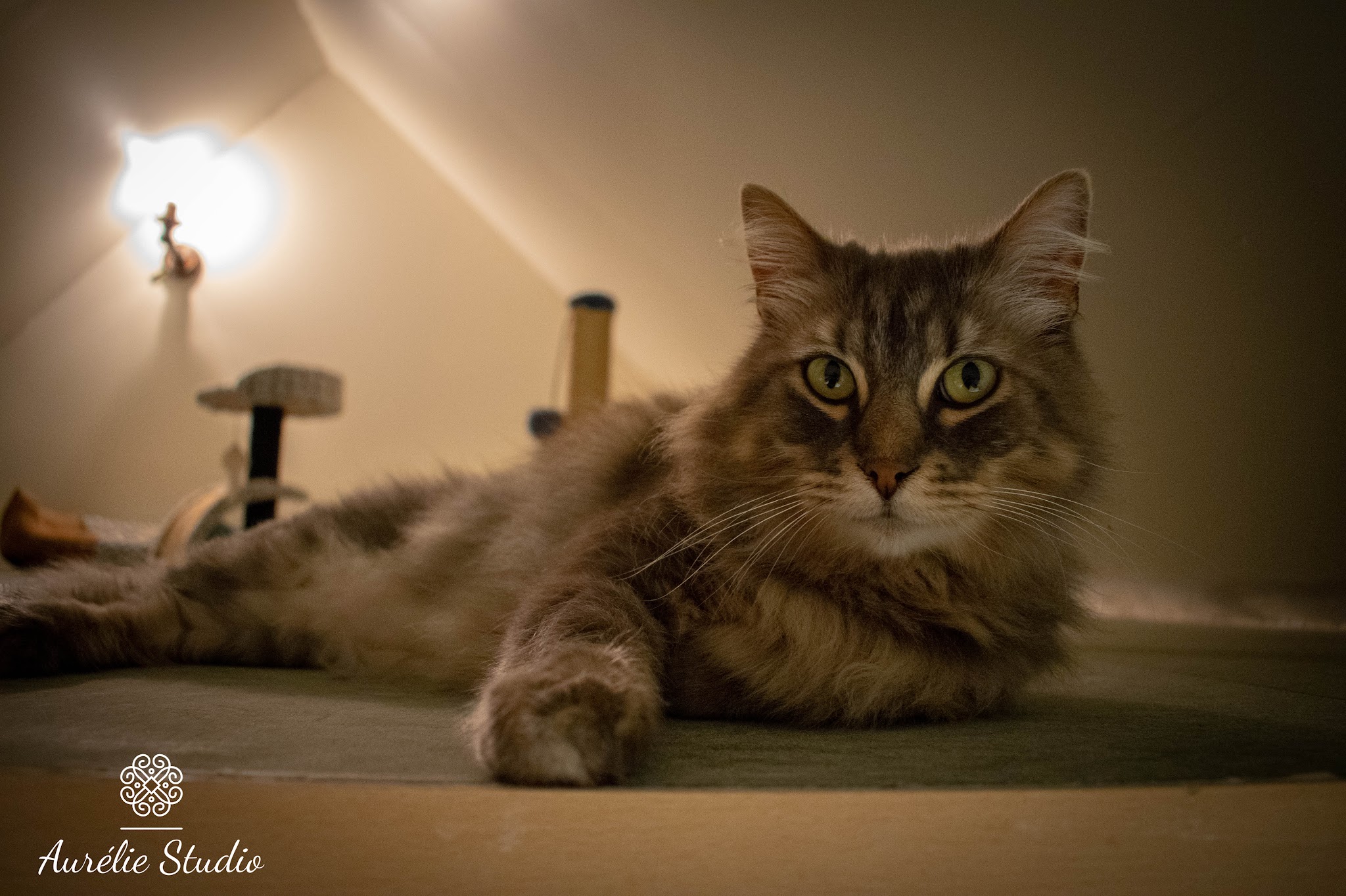 Les Mille et une Patounes (Hécate et Cerbère) — photo