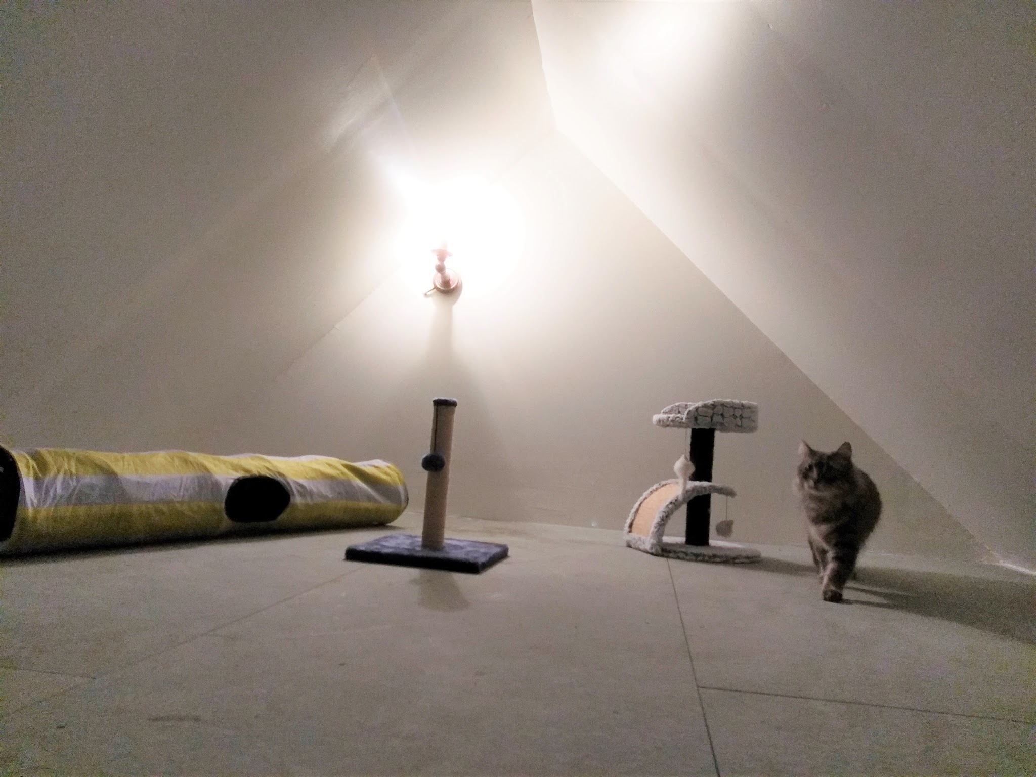 Les Mille et une Patounes (Hécate et Cerbère) — photo