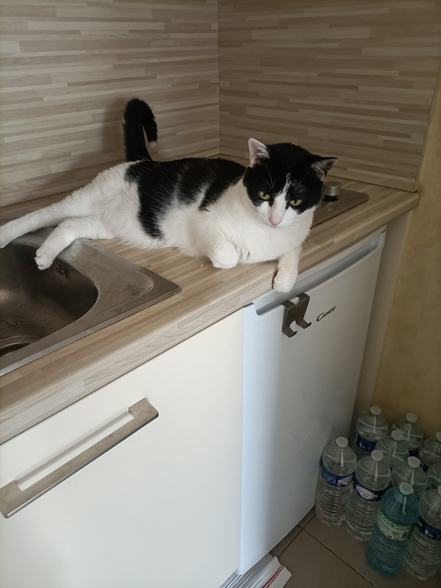 La Générale Patoune — photo