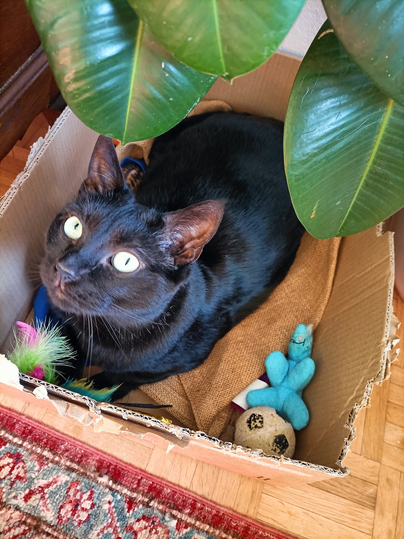 La Générale Patoune — photo