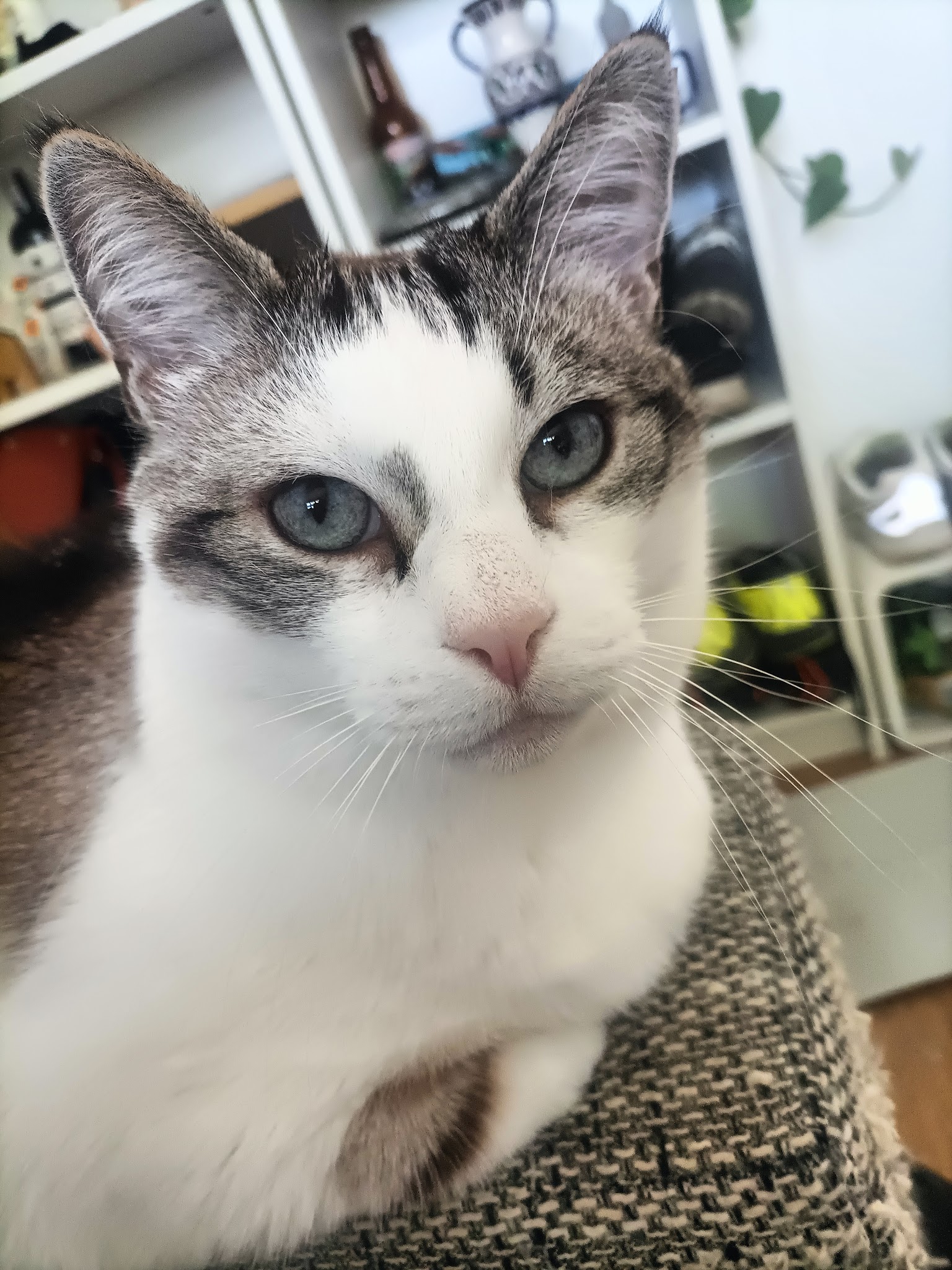 La Générale Patoune — photo