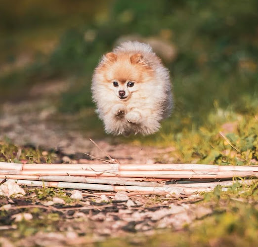 Pet sitting services