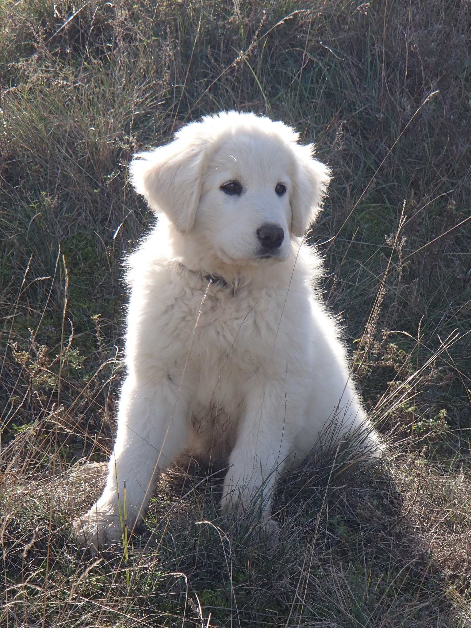 FELICANIN Blanc Busserolles, Educateur canin, garde d'animaux Drôme