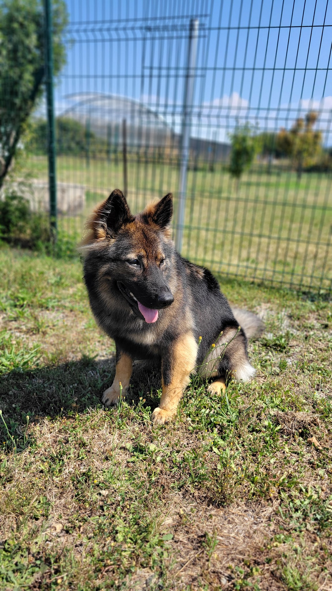 Zen Dog — photo