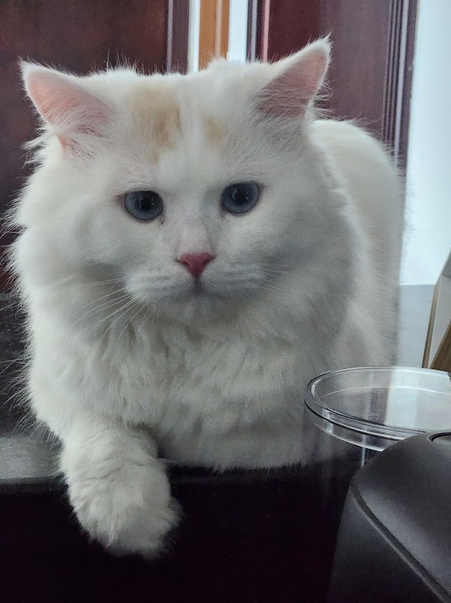 PawCare France — photo