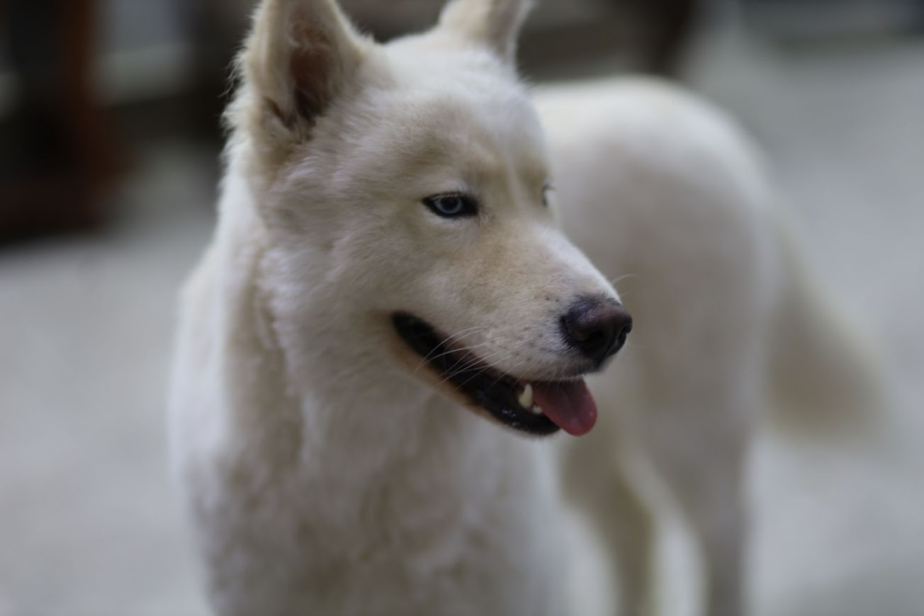 PawCare France — photo