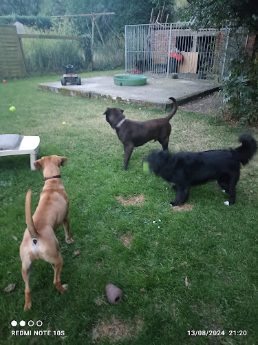 Pension canine Ma Meilleure Amie