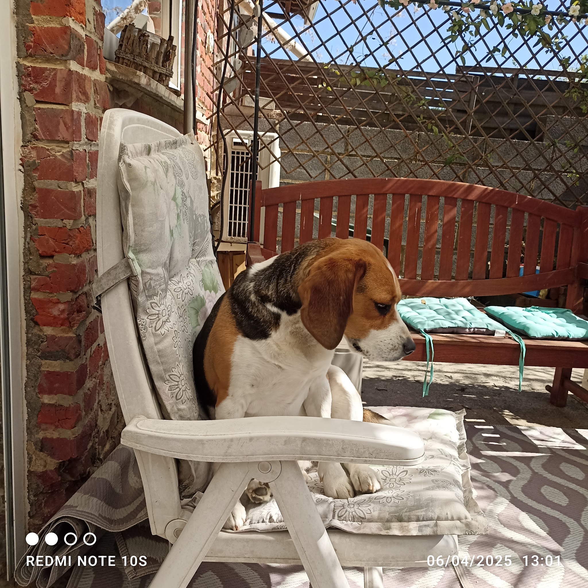 Pension canine Ma Meilleure Amie — photo