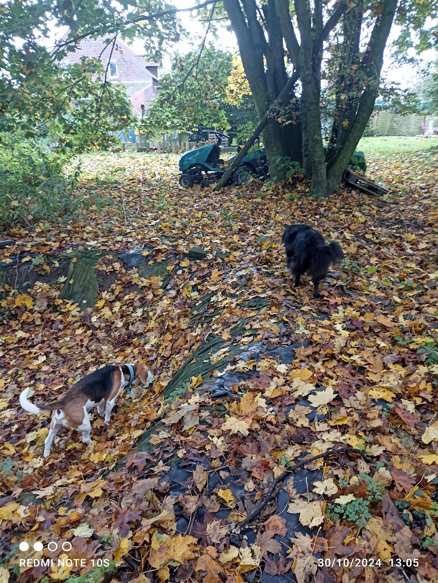 Pension canine Ma Meilleure Amie — photo