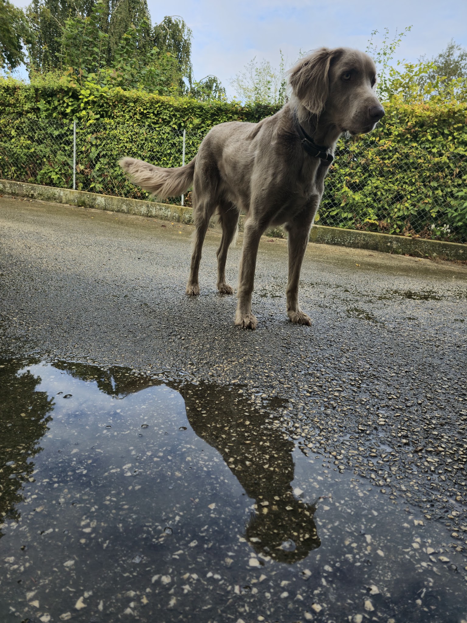 Excellence family pet sitter