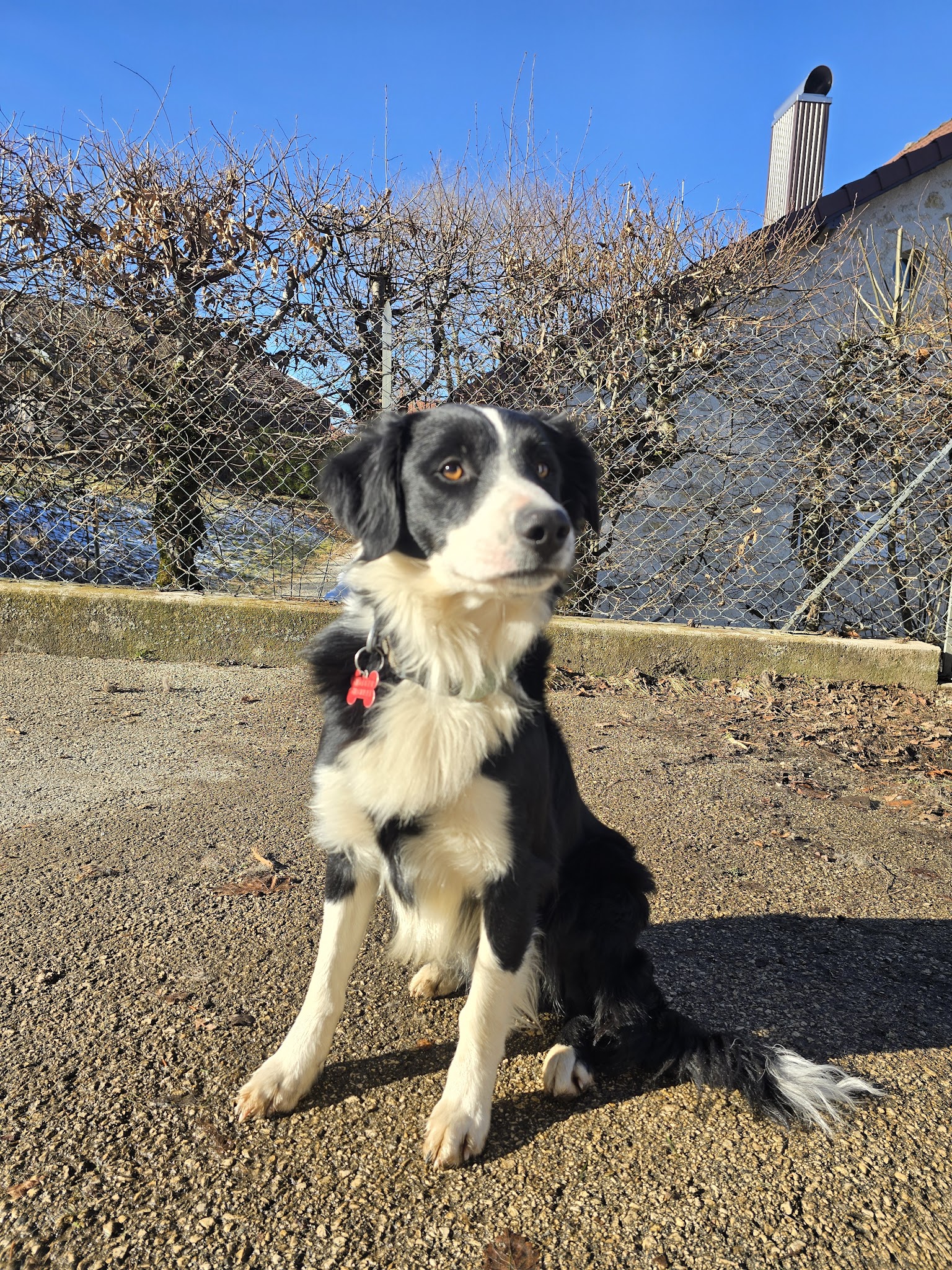 Excellence family pet sitter — photo