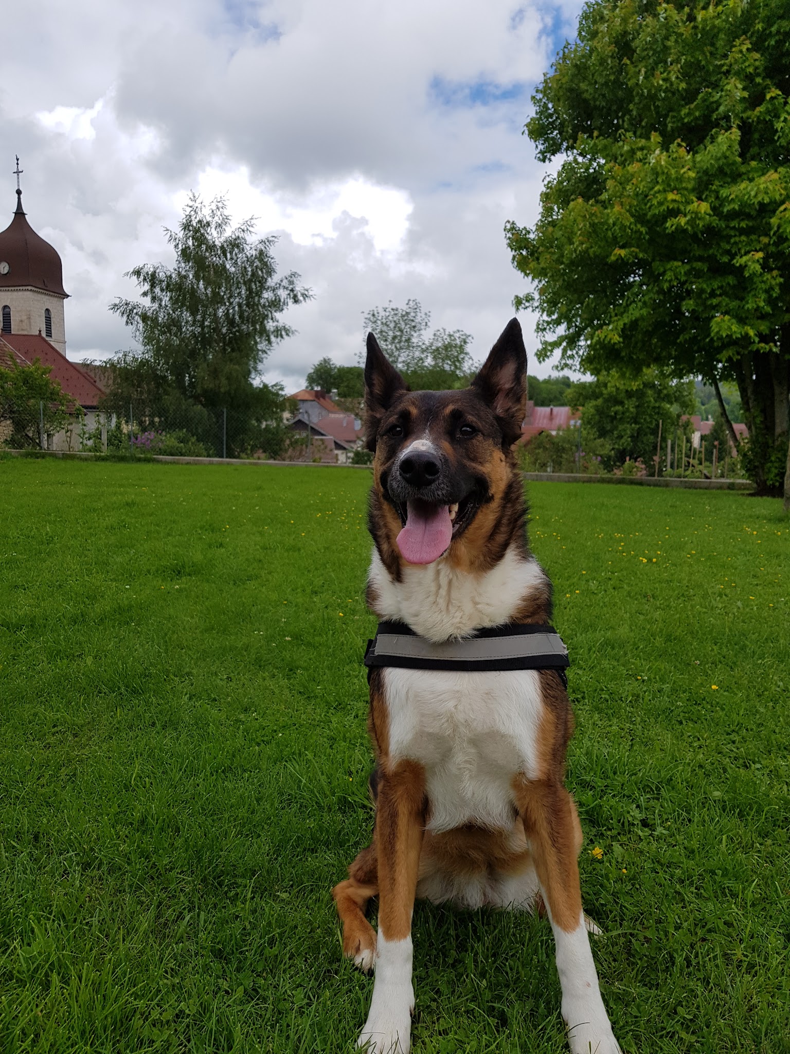 Excellence family pet sitter — photo