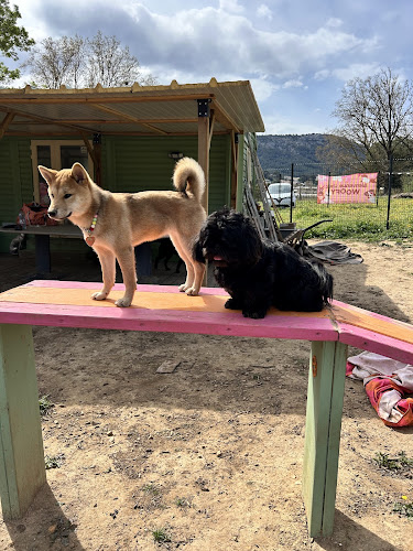 Woofy centre aéré pour chiens - Garderie, bien-être & éducation canine 🐾
