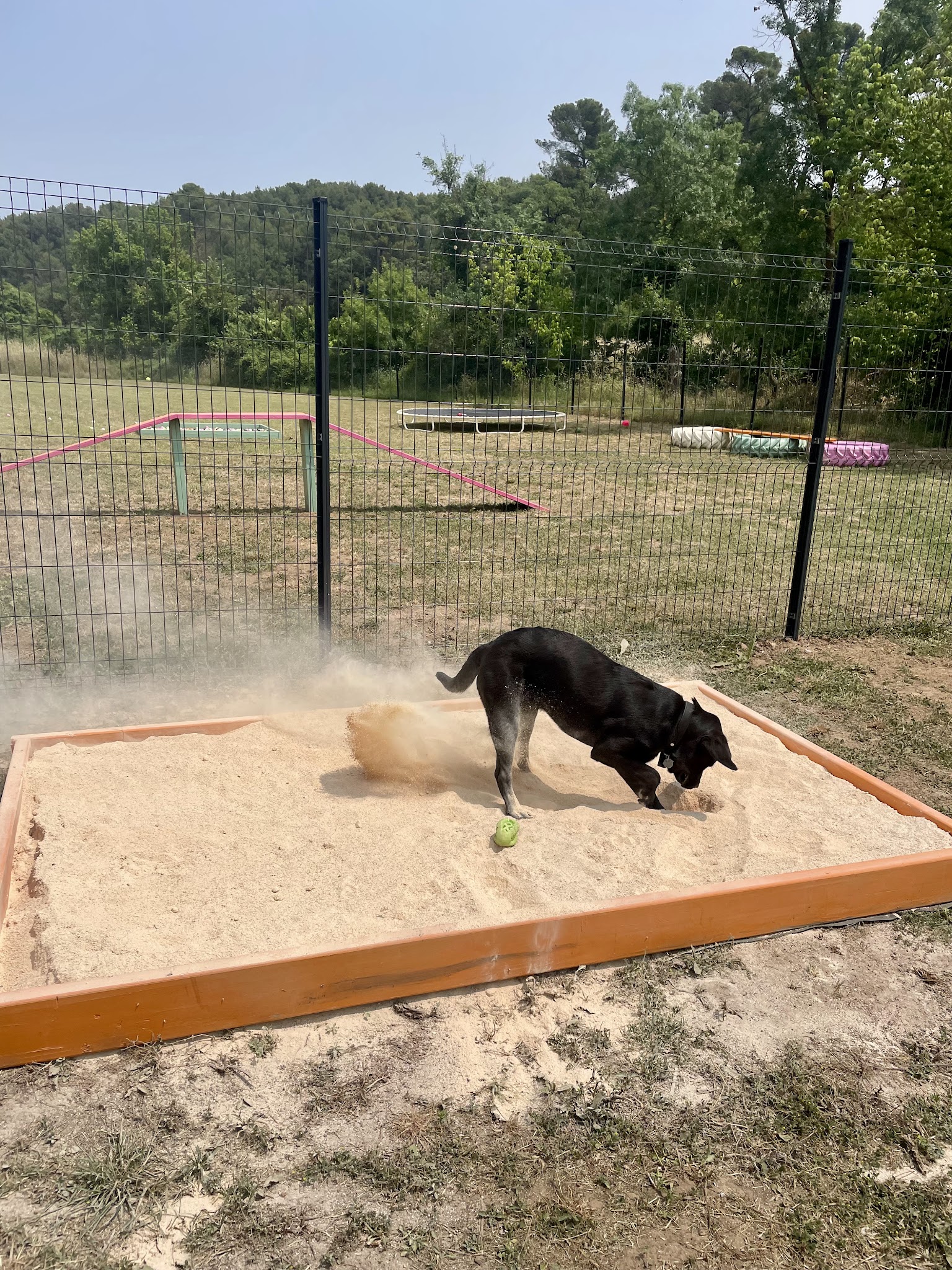 Woofy centre aéré pour chiens - Garderie, bien-être & éducation canine 🐾 — photo