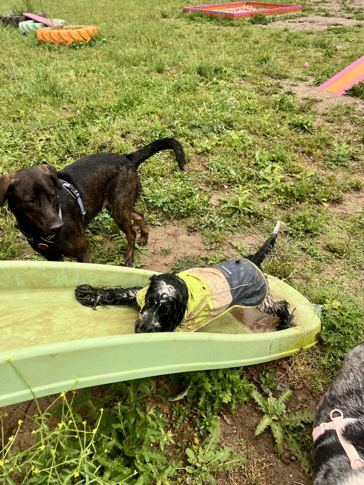 Woofy centre aéré pour chiens - Garderie, bien-être & éducation canine 🐾 — photo