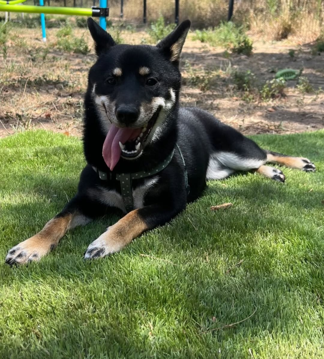 Woofy centre aéré pour chiens - Garderie, bien-être & éducation canine 🐾 — photo