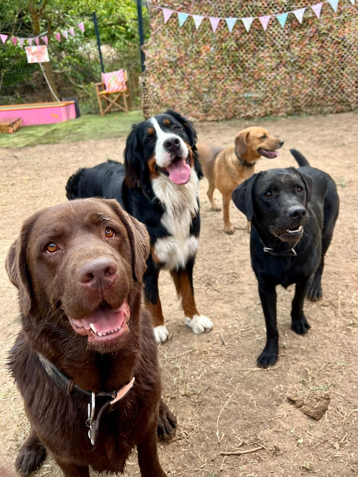 Woofy centre aéré pour chiens - Garderie, bien-être & éducation canine 🐾 — photo