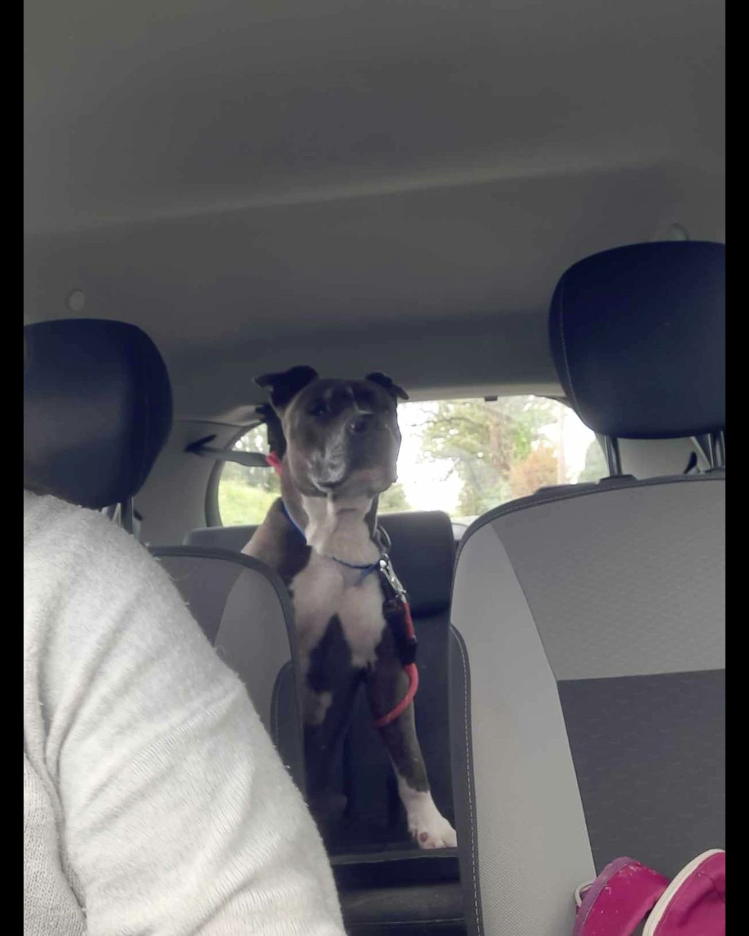 Ani'mots Ami'maux - Comportementaliste Éducateur / Petsitter pour Chiens et Chats — photo