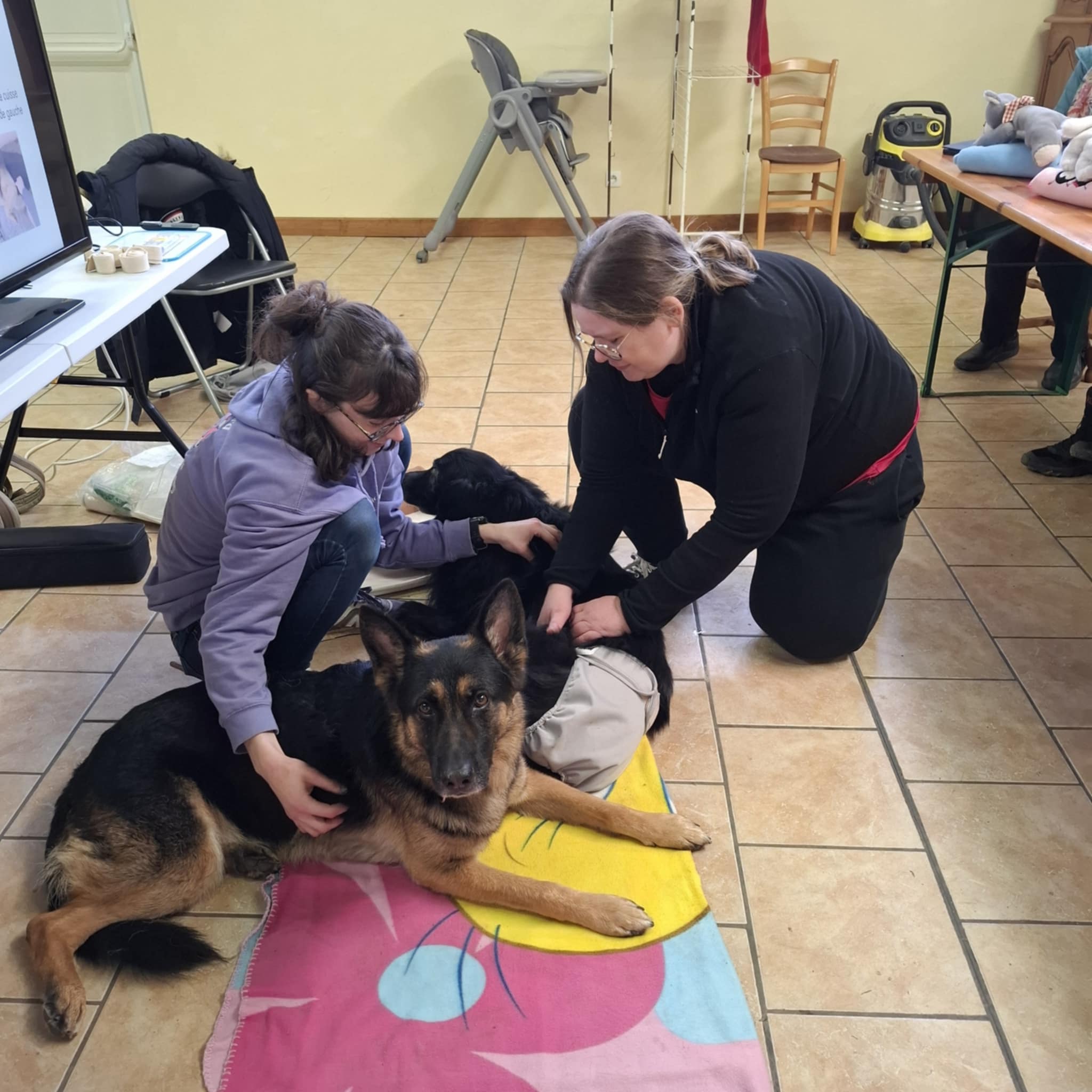 Ani'mots Ami'maux - Comportementaliste Éducateur / Petsitter pour Chiens et Chats — photo