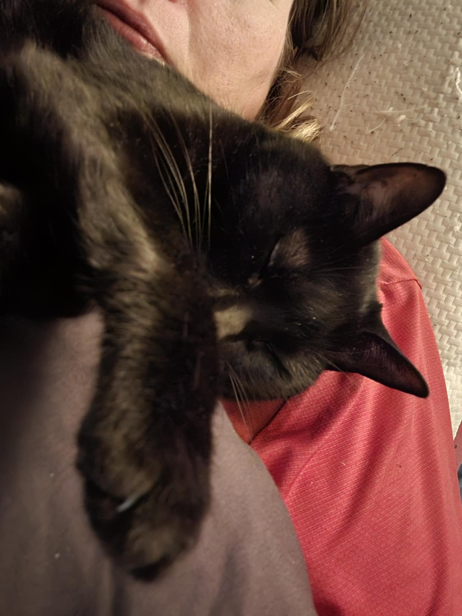 Ani'mots Ami'maux - Comportementaliste Éducateur / Petsitter pour Chiens et Chats — photo