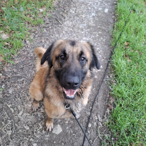 Ani'mots Ami'maux - Comportementaliste Éducateur / Petsitter pour Chiens et Chats