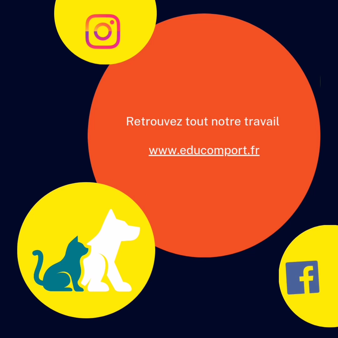 Educateur canin Comportementaliste - Educomport — photo