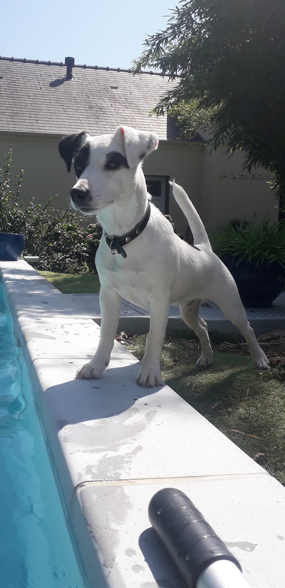 Educateur canin Comportementaliste - Educomport — photo