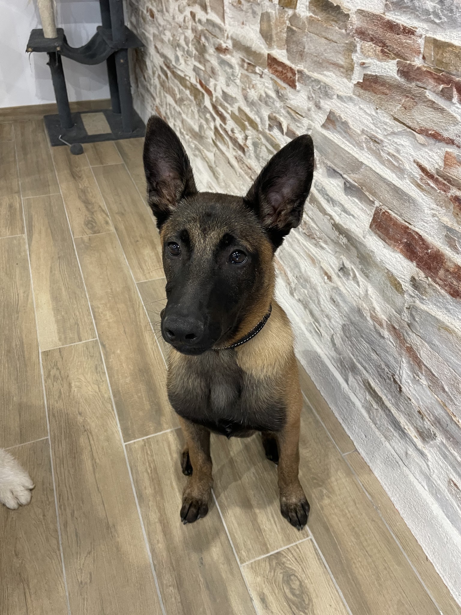 Educateur canin Comportementaliste - Educomport — photo