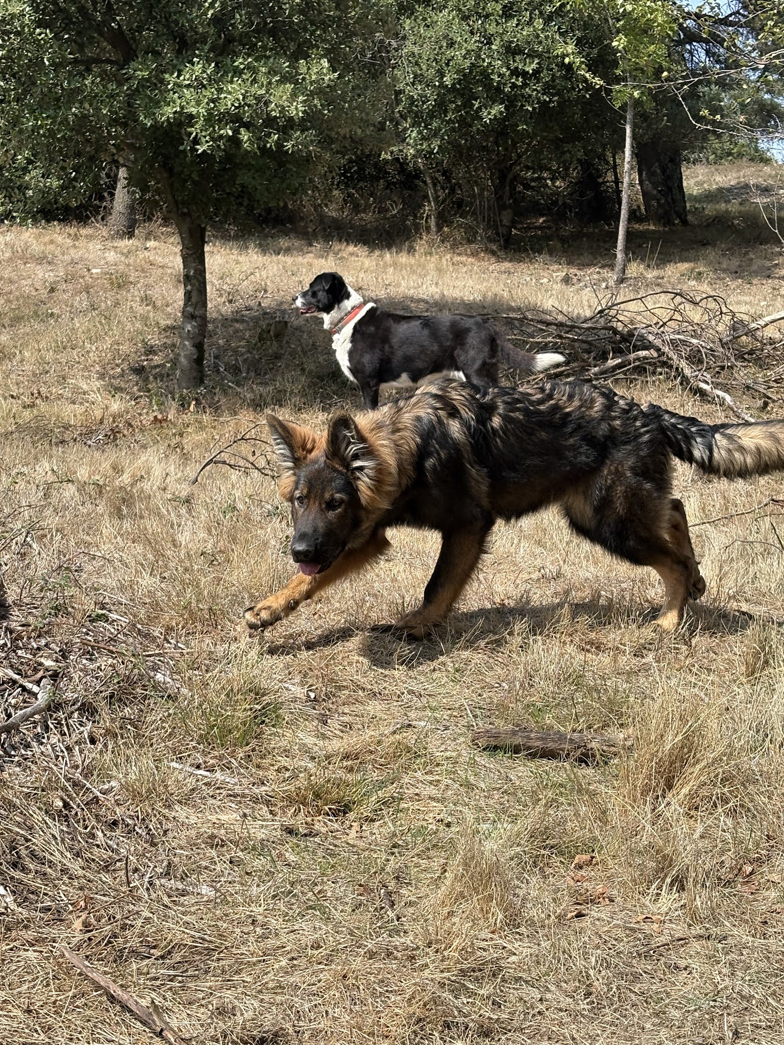 Pension canine Heaven dog — photo