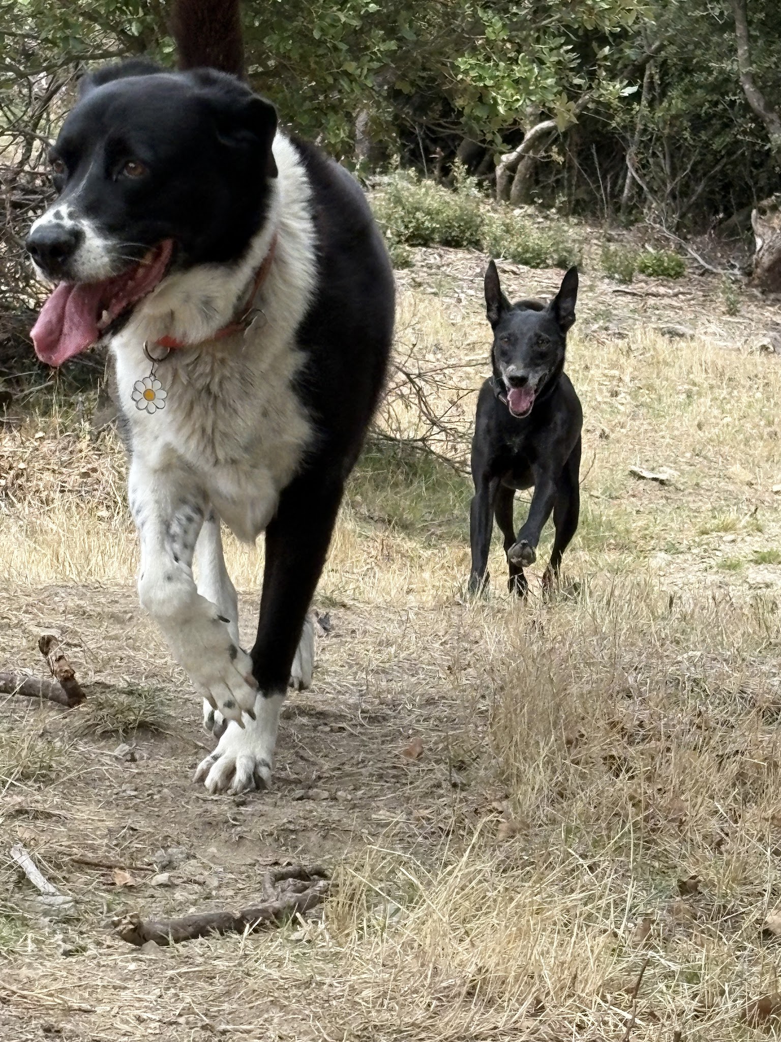 Pension canine Heaven dog — photo
