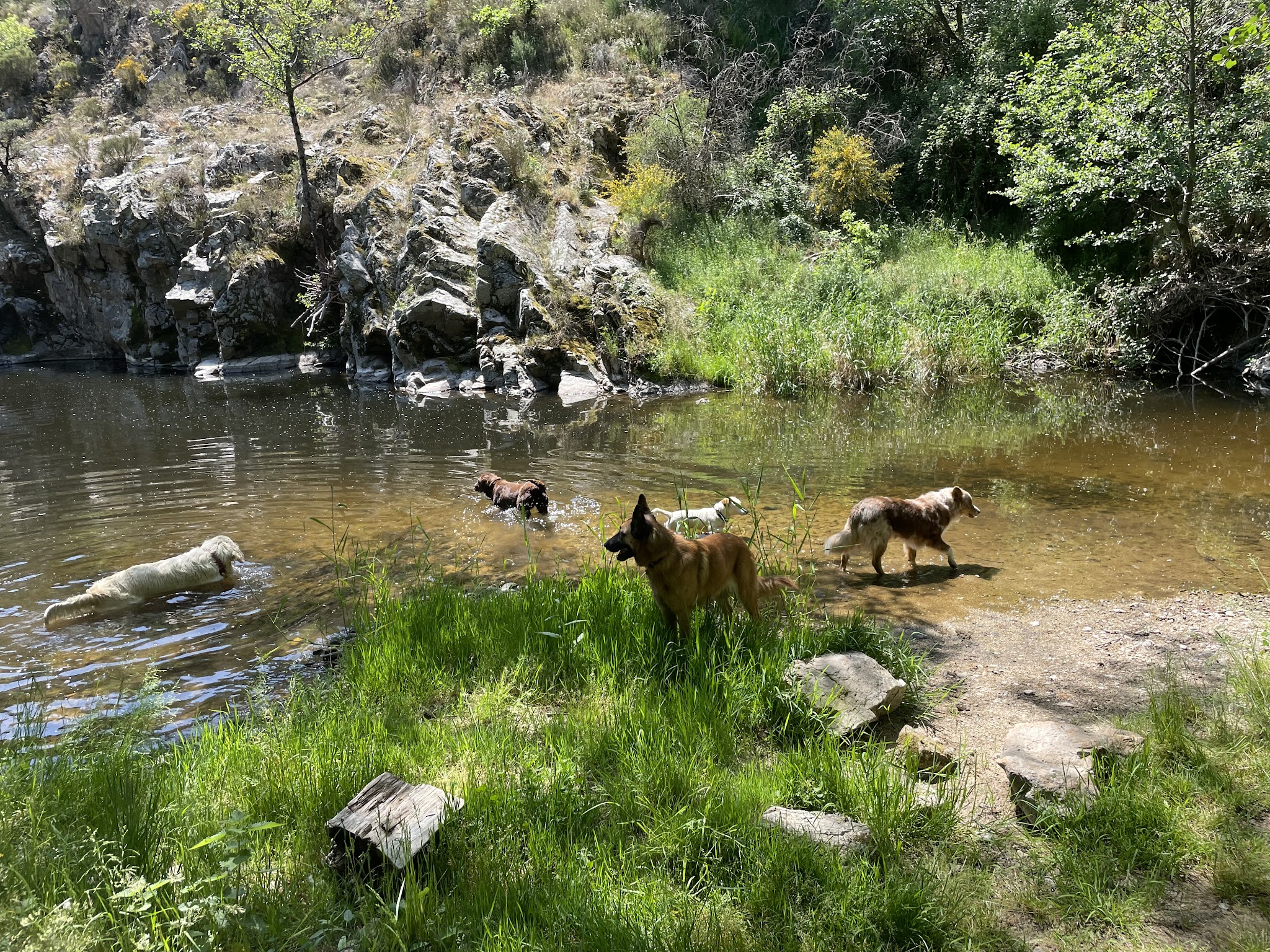 Pension canine Heaven dog — photo