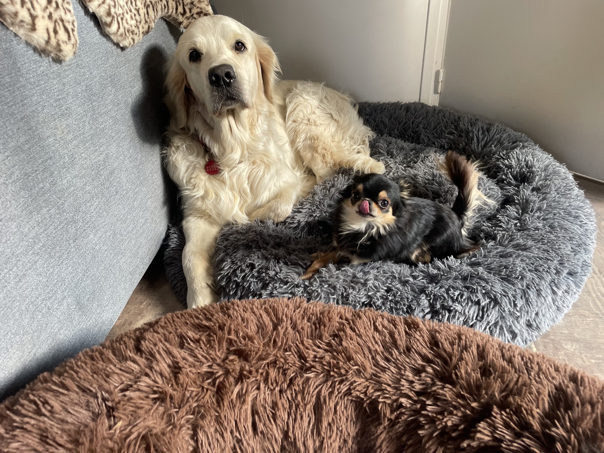 Pension canine Heaven dog — photo
