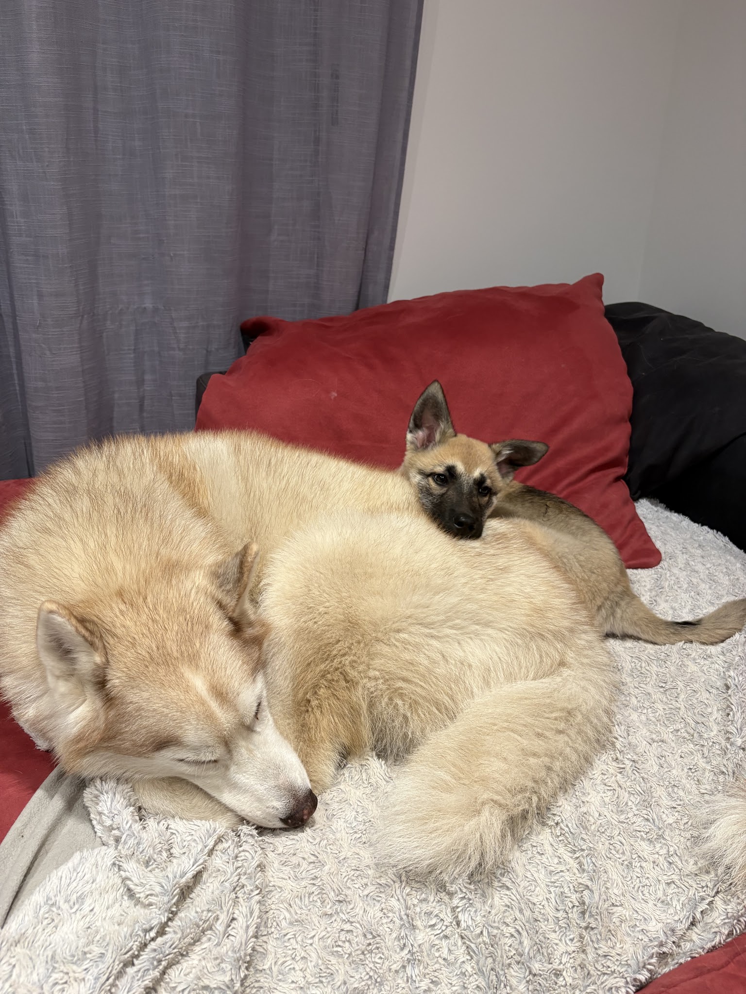 Alice Petsitting — photo