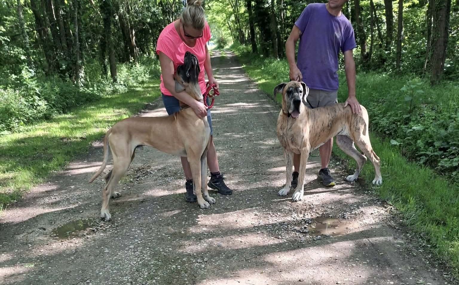 Pension canine et Elevage canin de la forêt d'Aurix — photo
