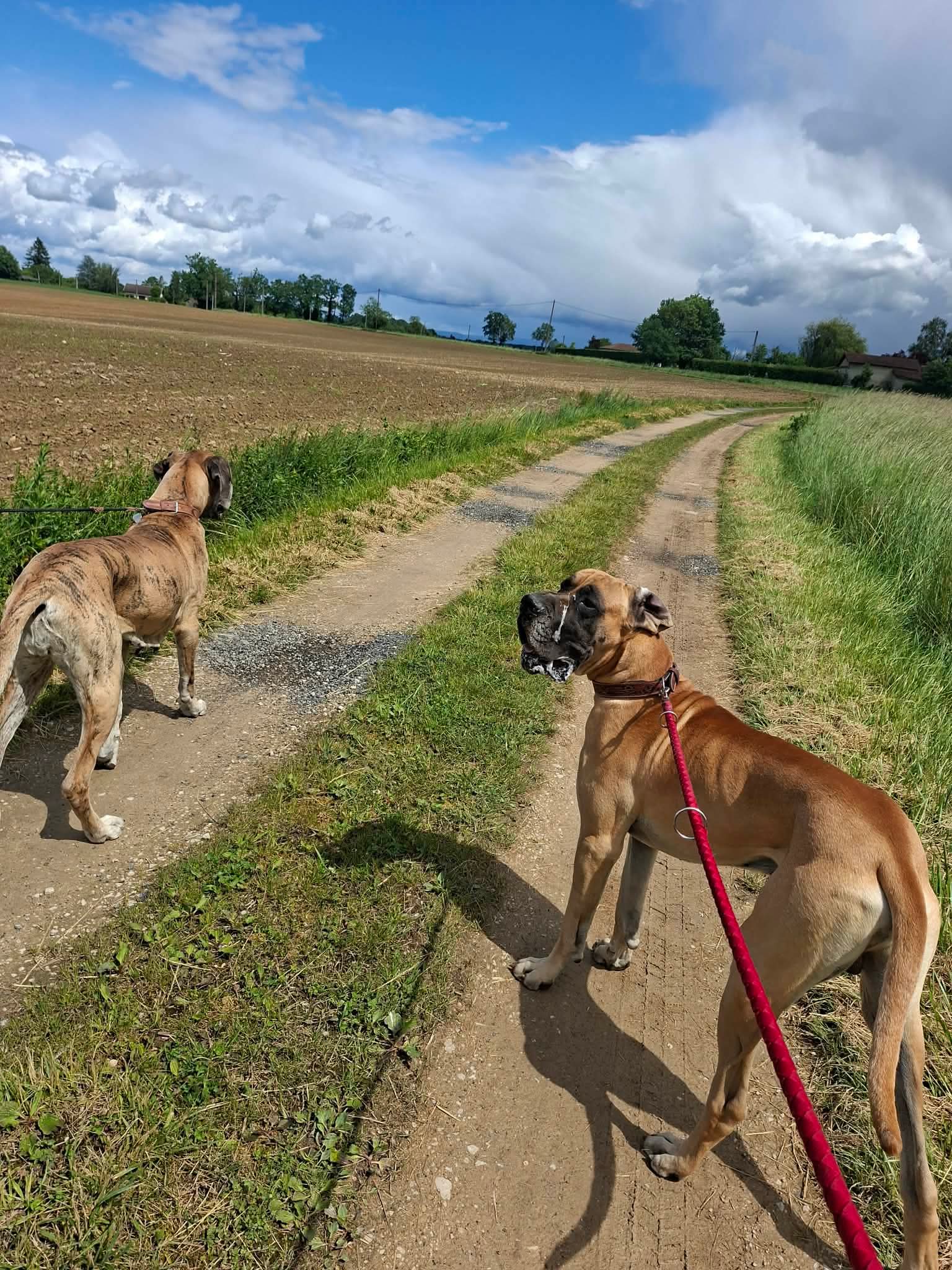 Pension canine et Elevage canin de la forêt d'Aurix — photo