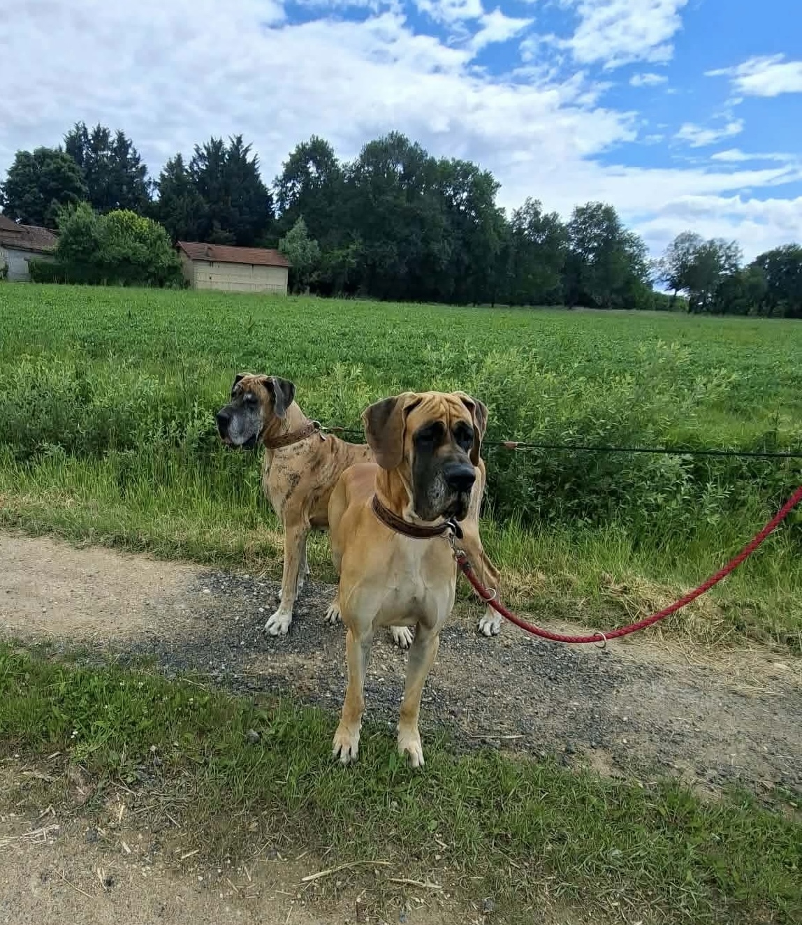 Pension canine et Elevage canin de la forêt d'Aurix — photo