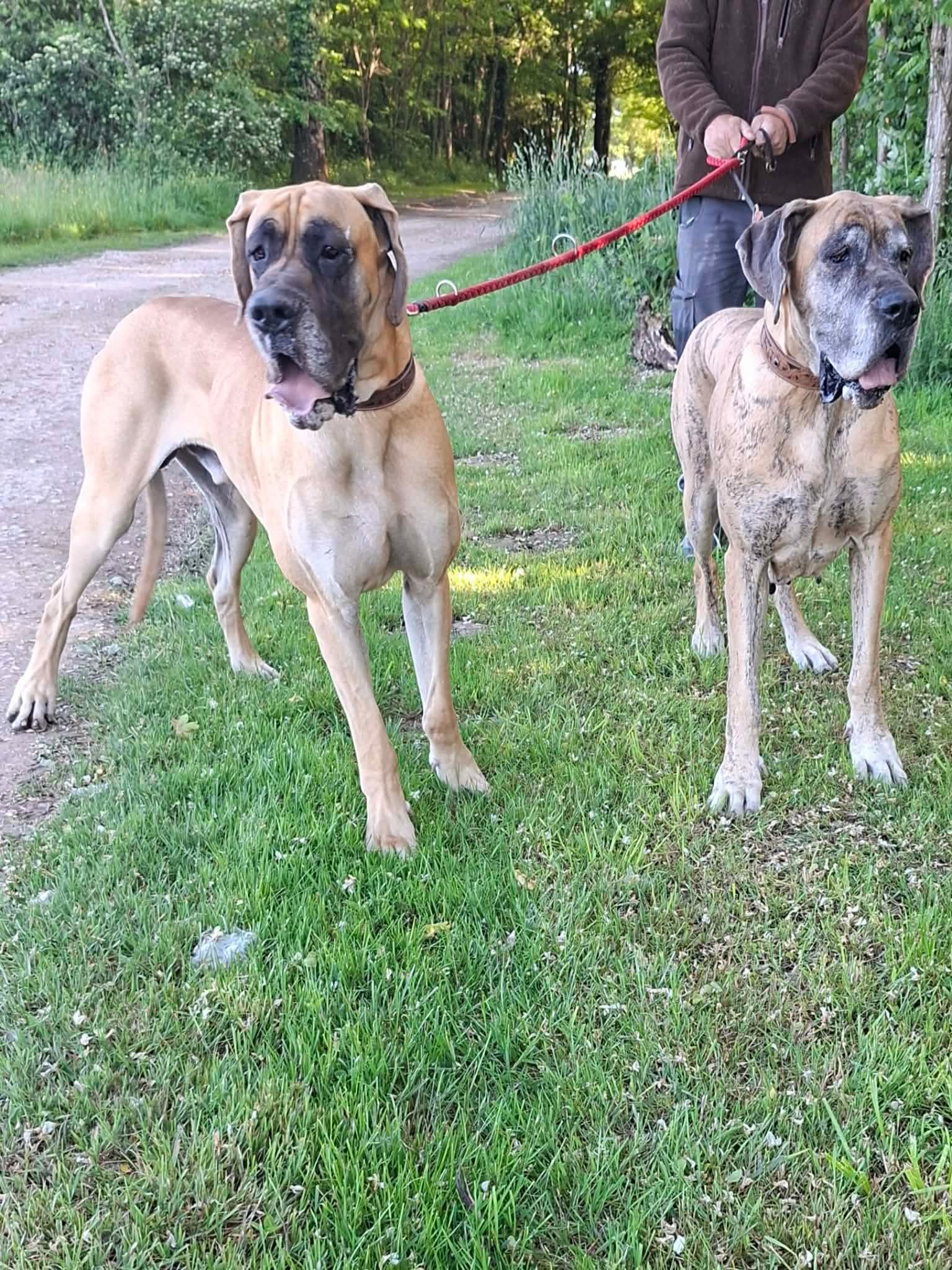 Pension canine et Elevage canin de la forêt d'Aurix