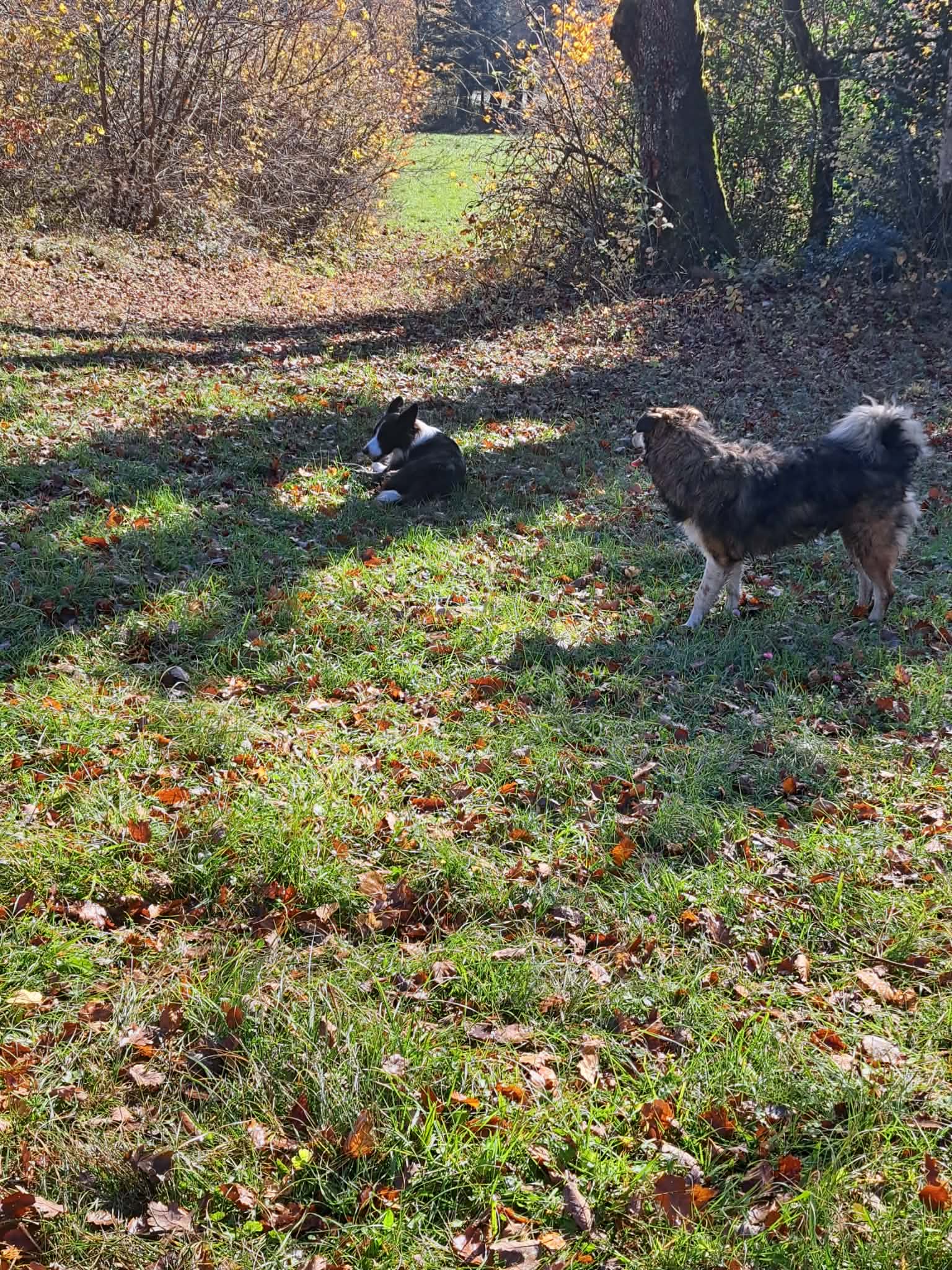 Anna Balades canines — photo