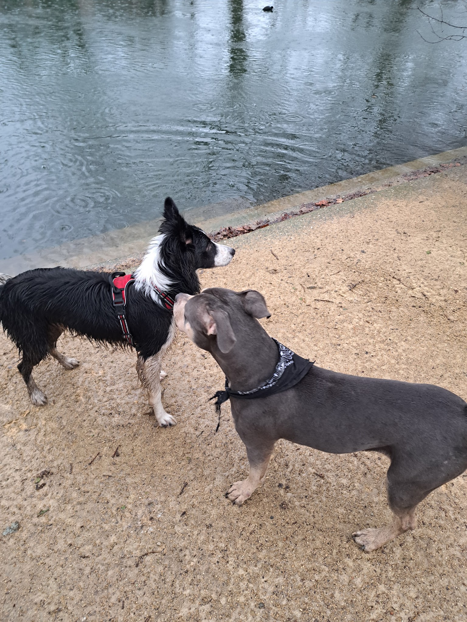 Anna Balades canines — photo