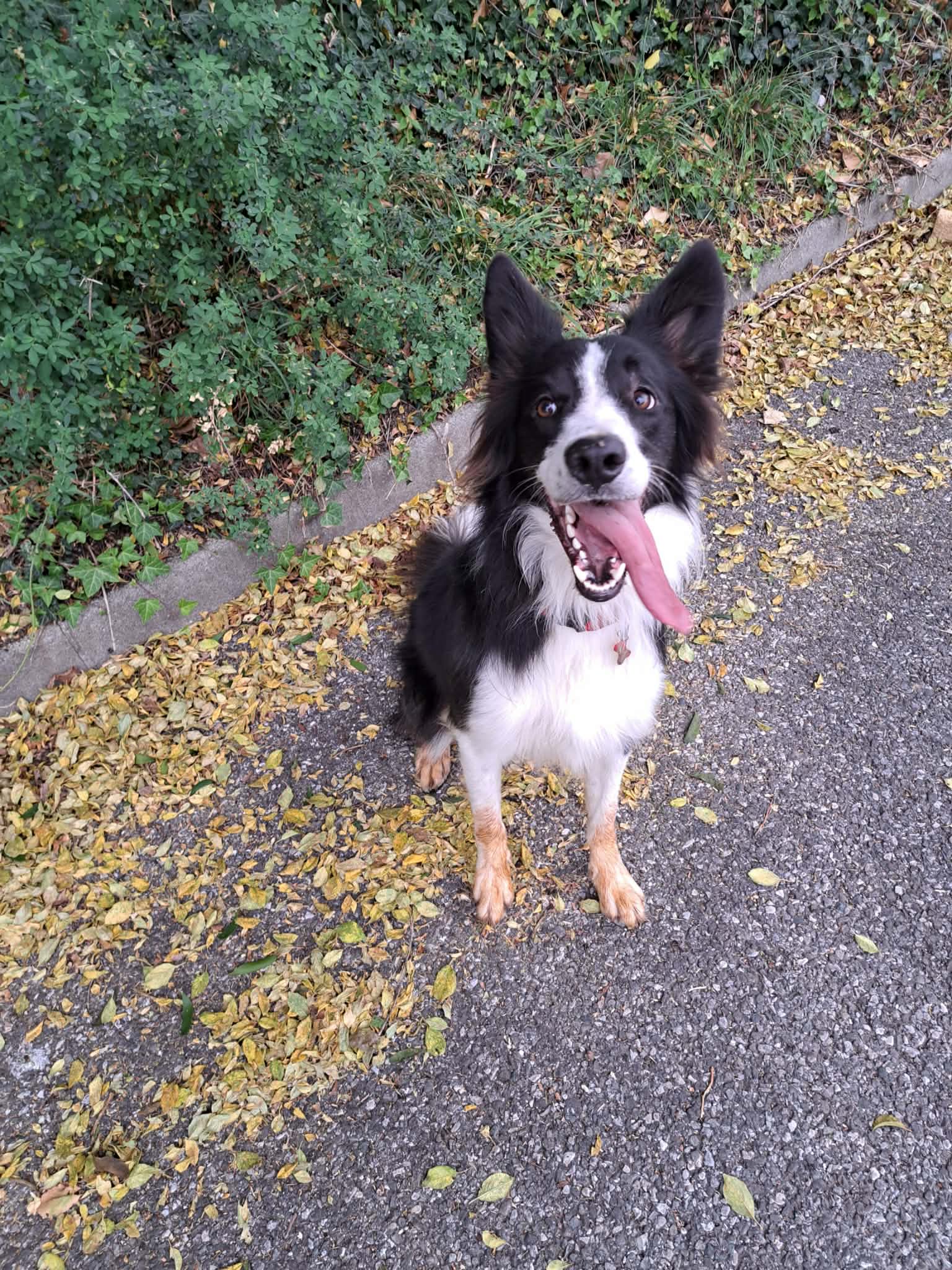 Anna Balades canines — photo