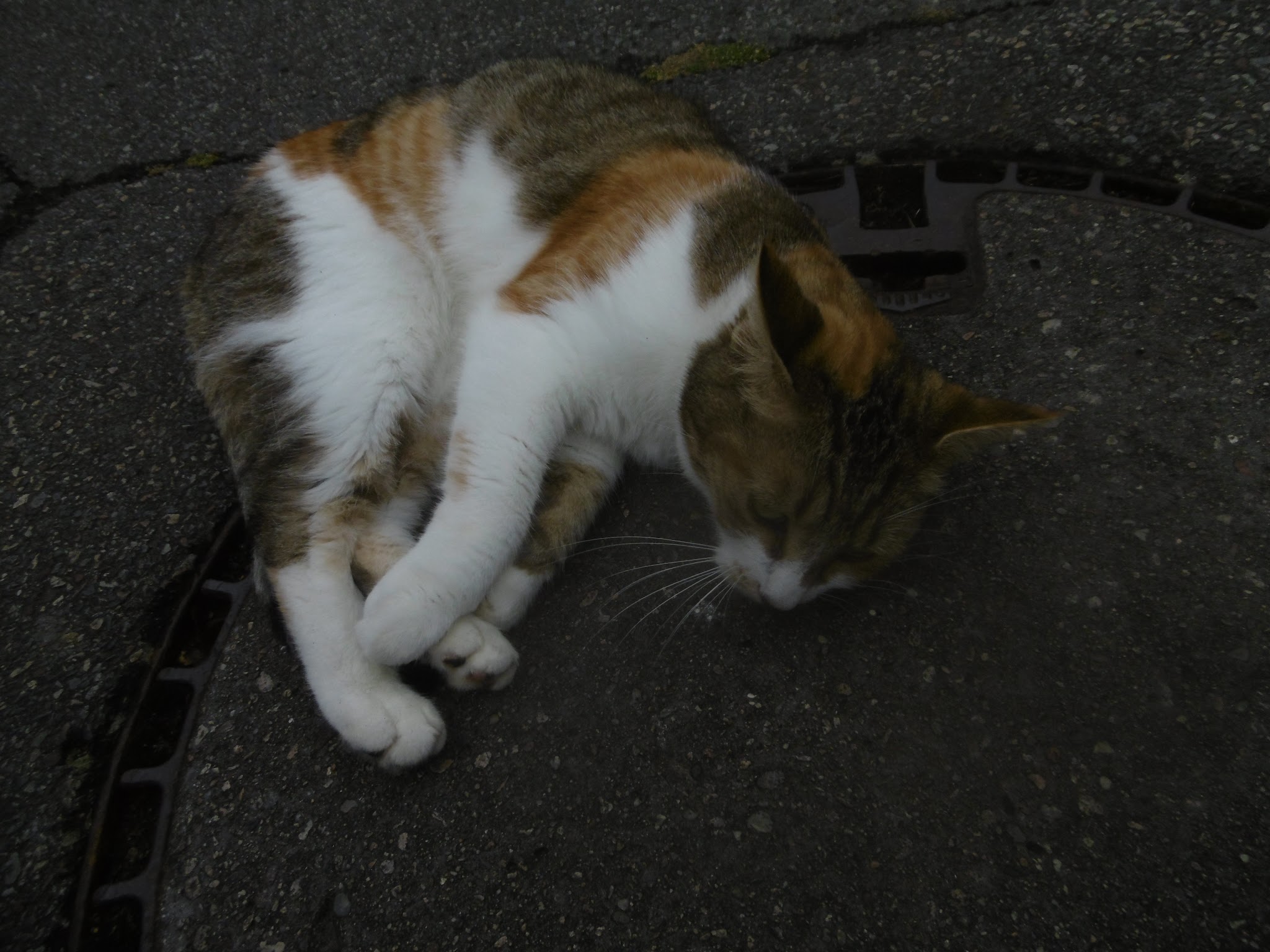 Les Catoutous — photo